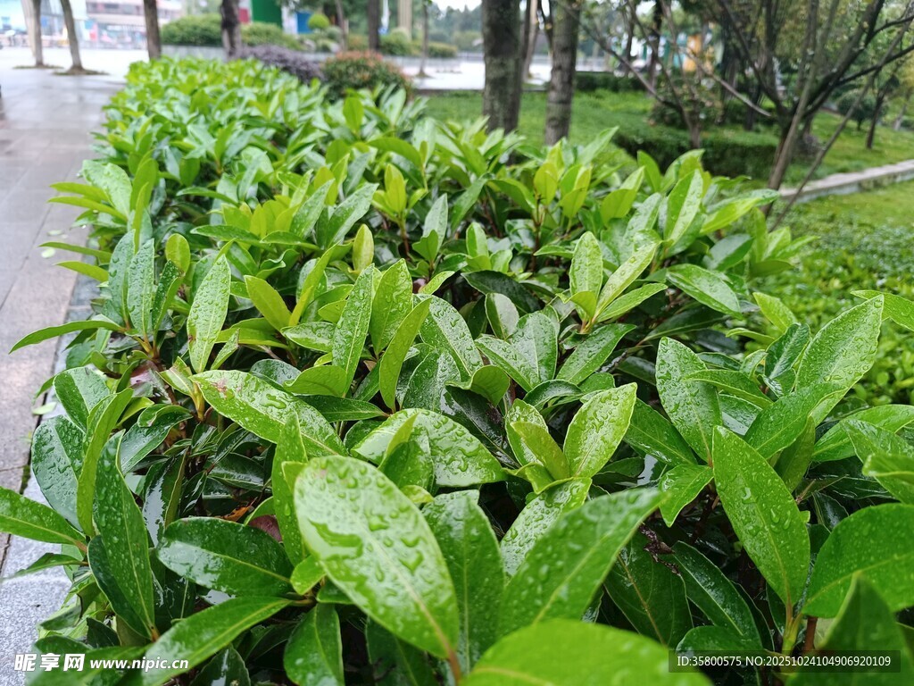 翠绿繁茂的灌木丛景观