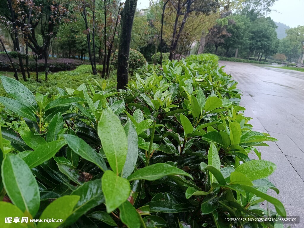路边翠绿繁茂的绿植景观