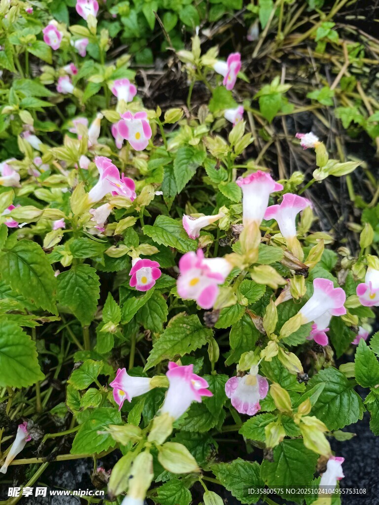 粉色小花与绿叶的景致