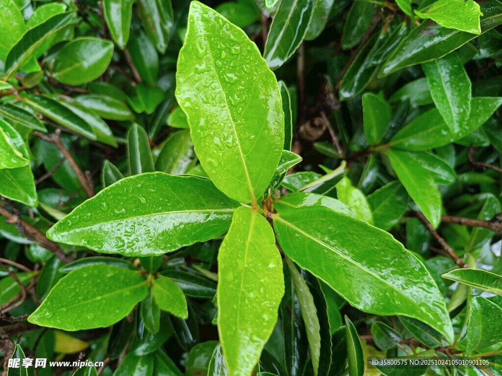 翠绿叶片上的晶莹水珠