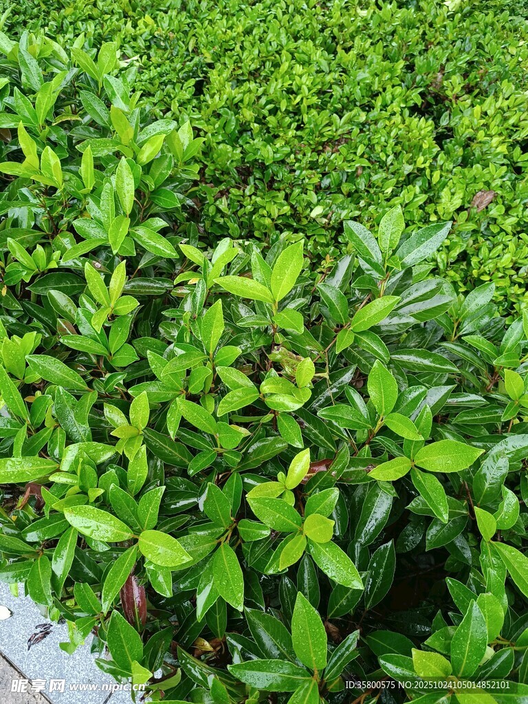 翠绿繁茂的绿植景观