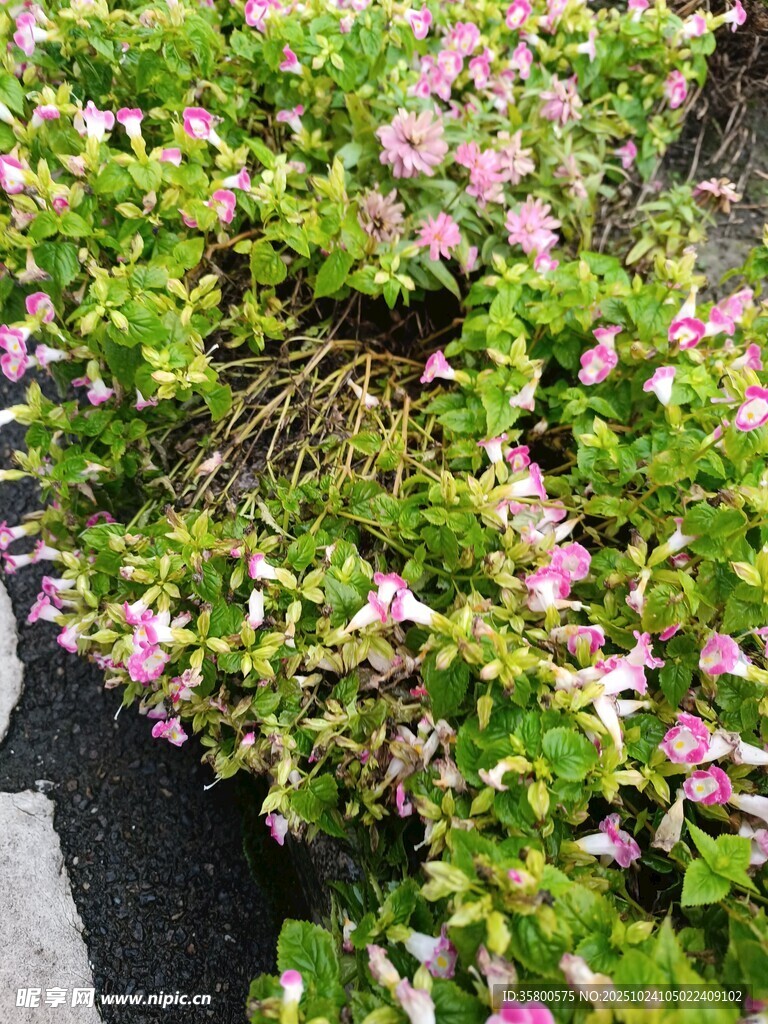 粉色小花绽放于绿植间