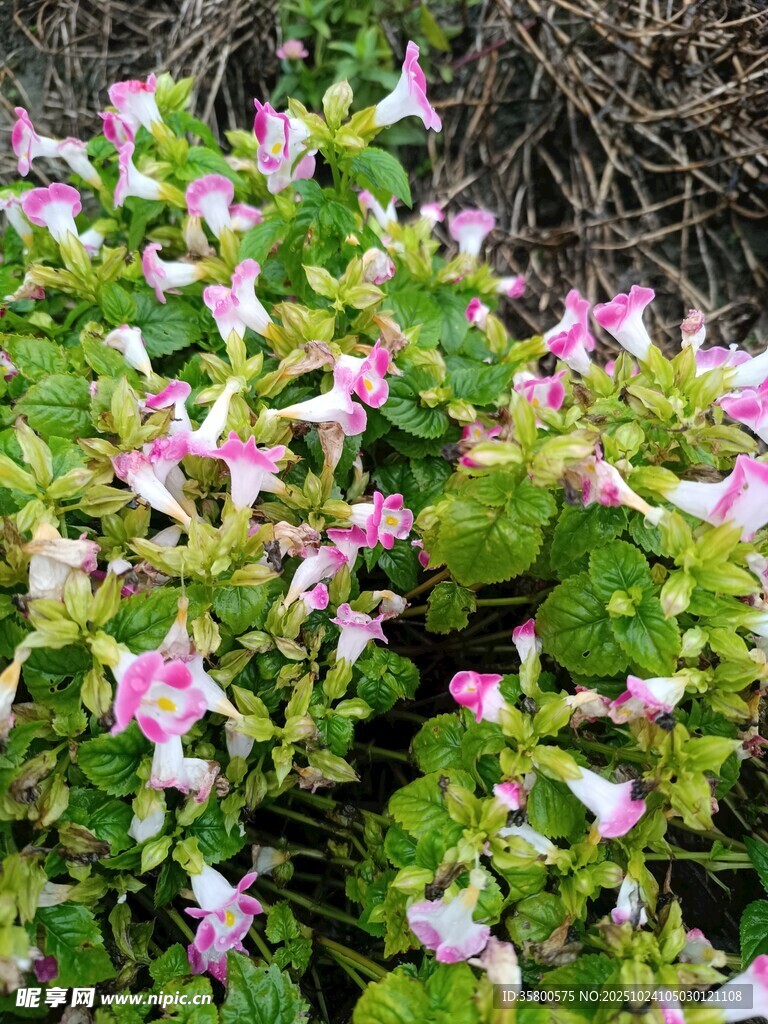 粉色小花绿植特写