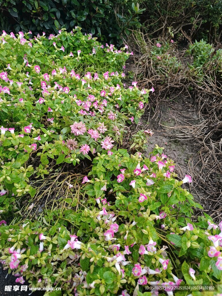 粉色花卉绿植繁茂景象