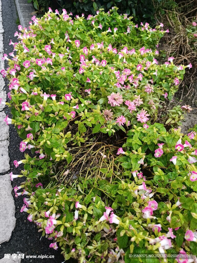 粉色小花繁茂绿植景观