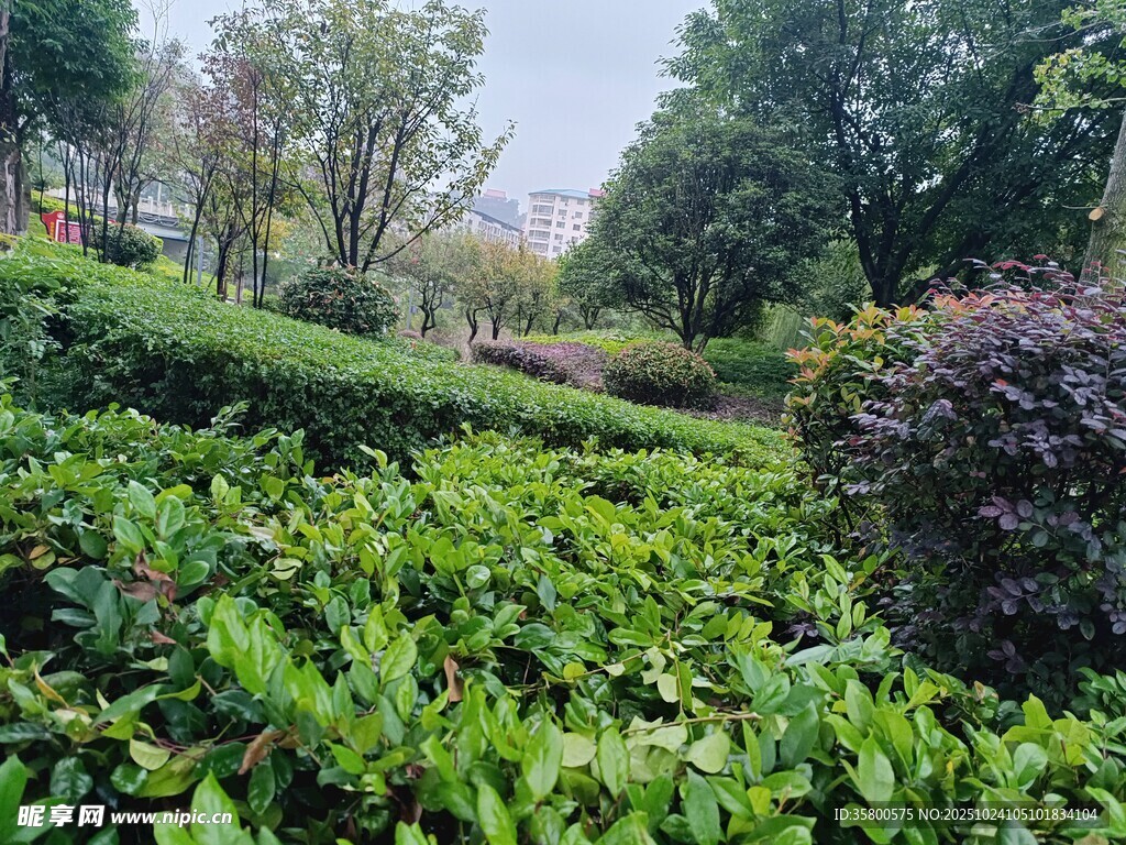 绿意盎然的园林景观