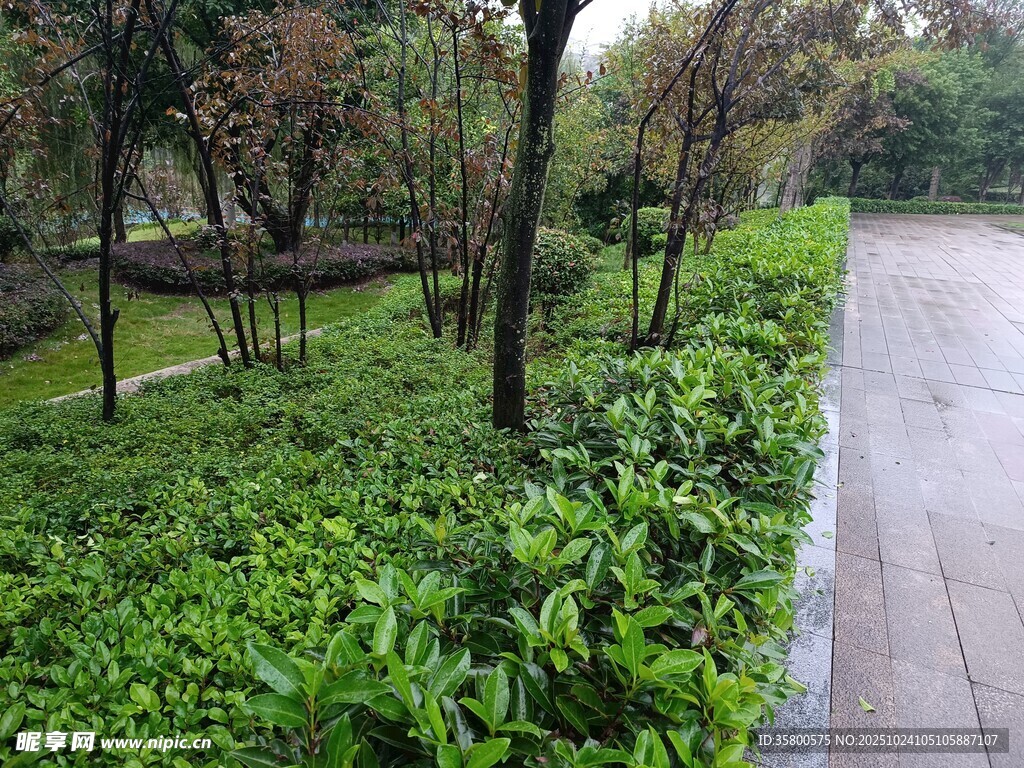路边绿意盎然的植物景观
