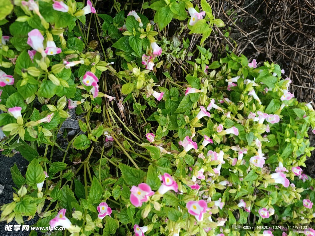 粉色小花绿植特写