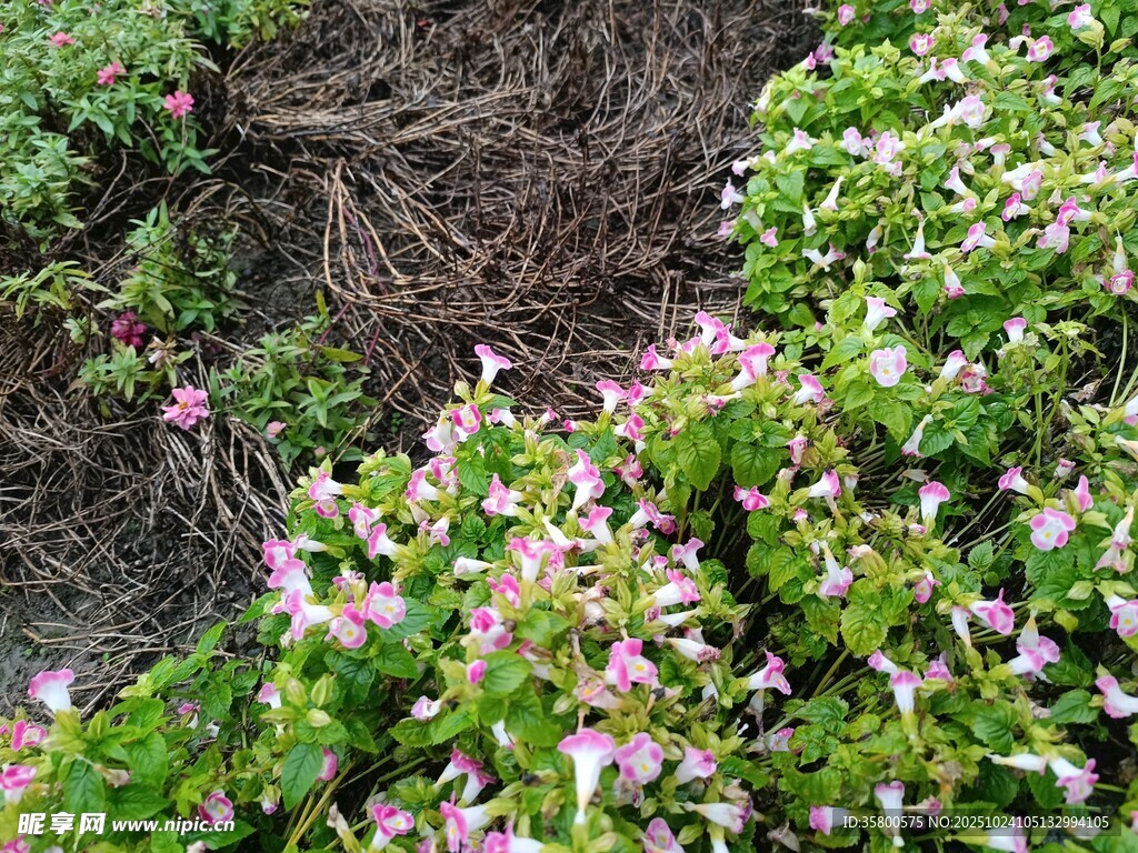 多彩花卉与绿植景观
