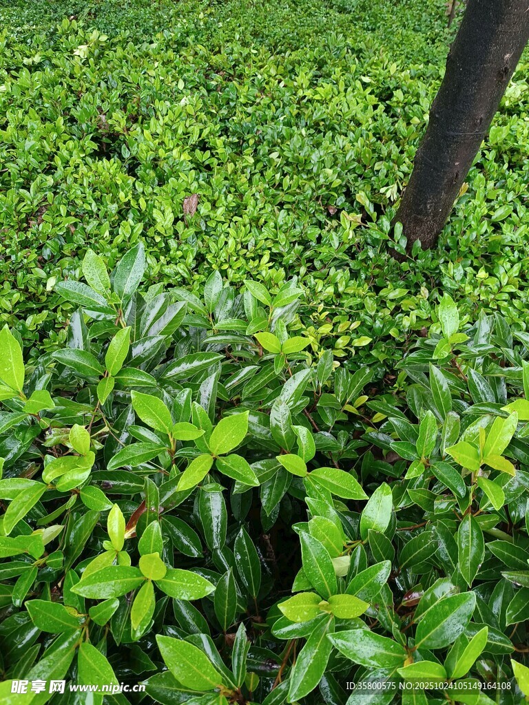 翠绿繁茂的灌木丛景观