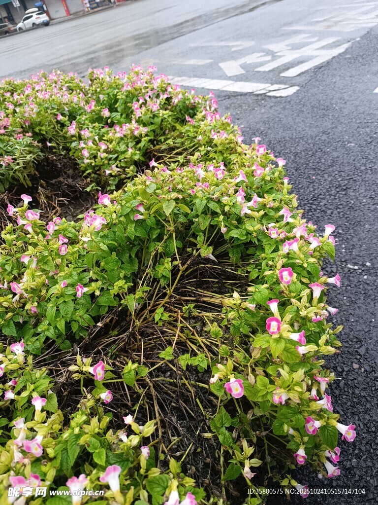 路边绽放的多彩花卉