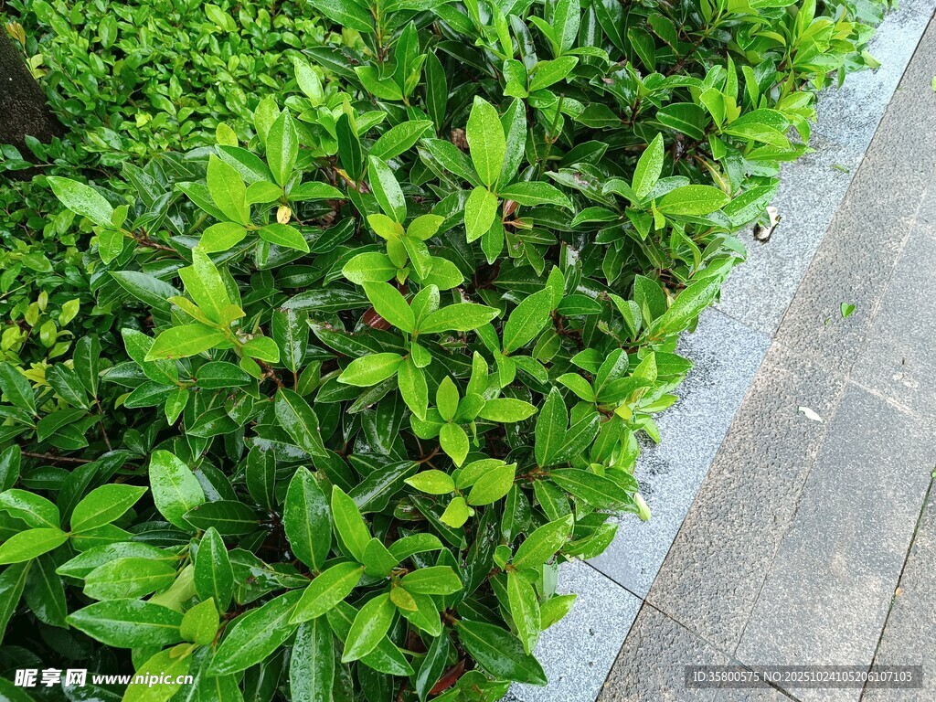 路边翠绿繁茂的植物景观