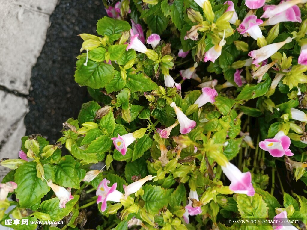 粉色喇叭花绿植特写