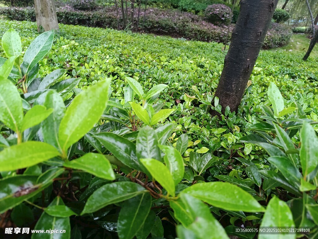 绿意盎然的繁茂植物景观
