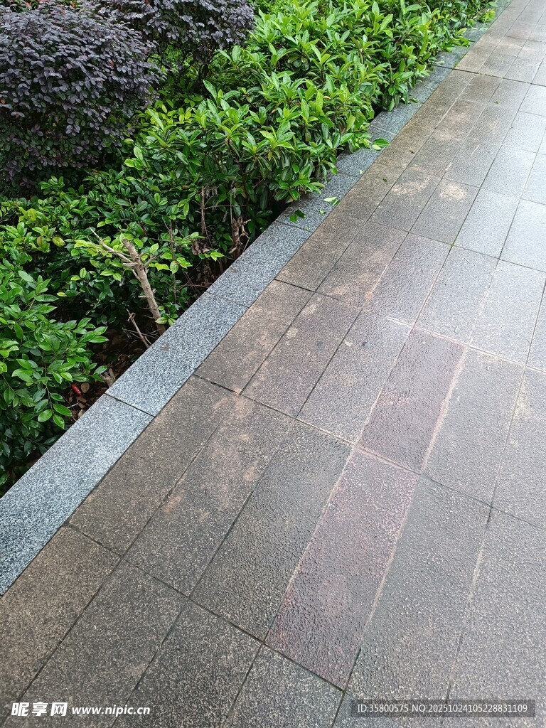 雨后砖石小径旁绿植景观