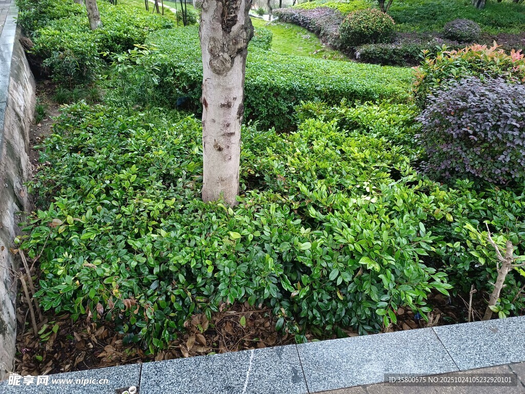 园林绿植景观