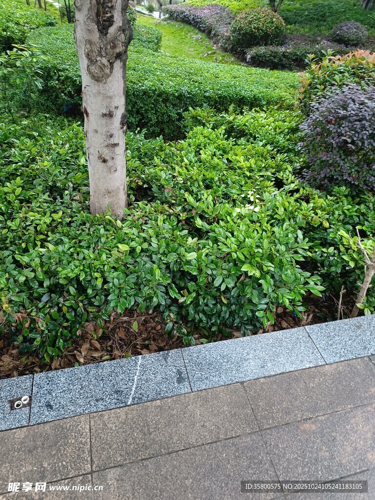 路边绿意盎然的绿植景观