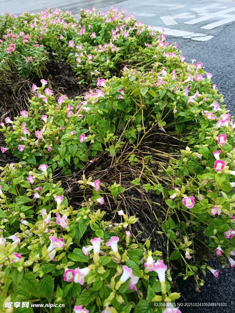 花坛中的粉白小花