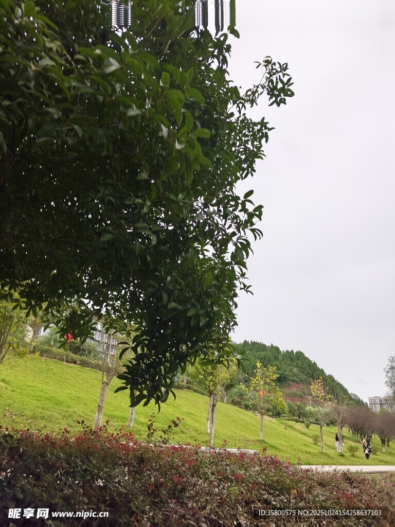 绿意盎然的户外公园景致