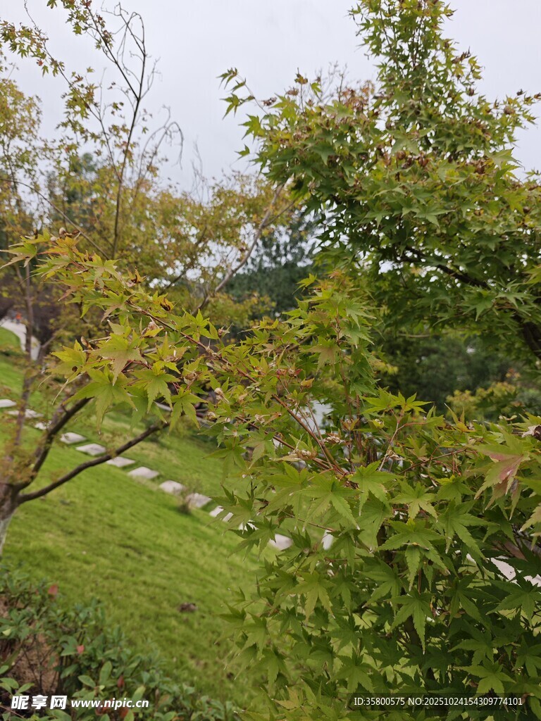 绿意盎然的庭院景致