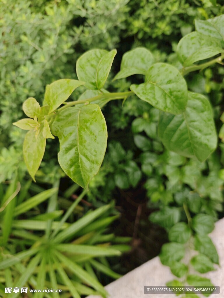 翠绿植物生机盎然