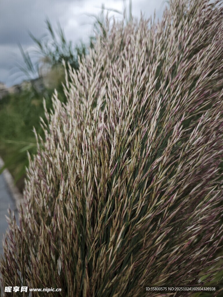 蓬松的观赏草特写