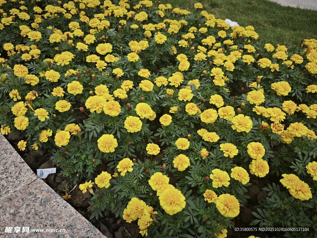 金黄灿烂的万寿菊绽放