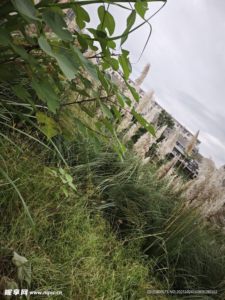 野外繁茂草丛与远处建筑