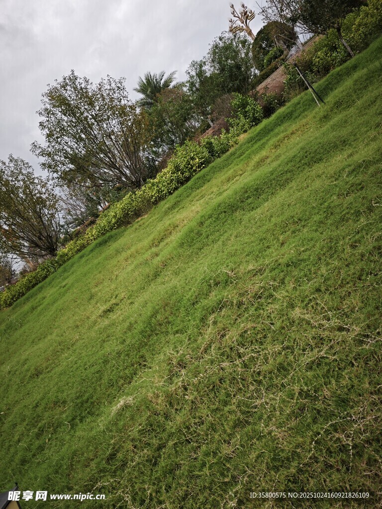 绿意盎然的户外斜坡草地