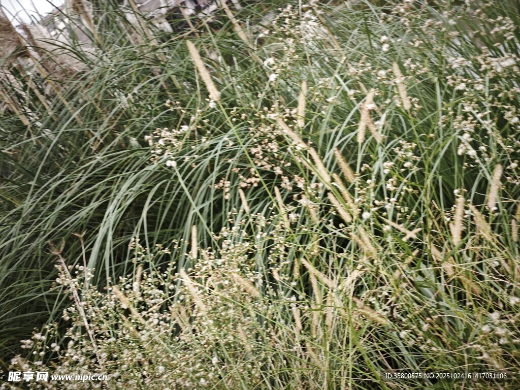 野外茂盛的草丛景观