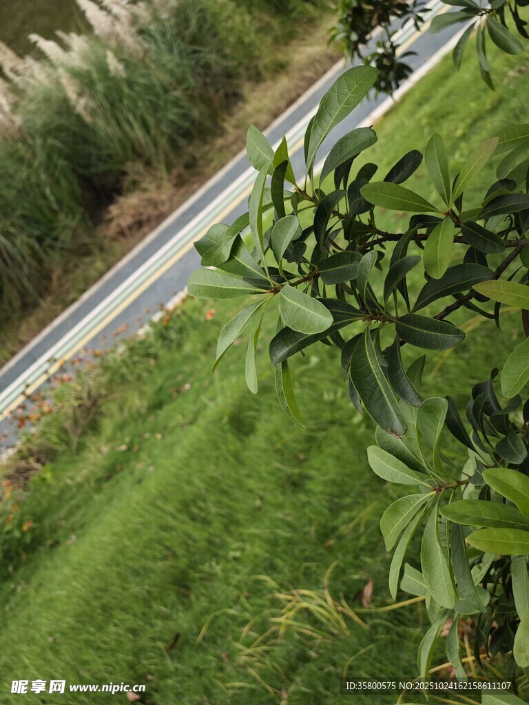 路边绿意盎然的自然景致