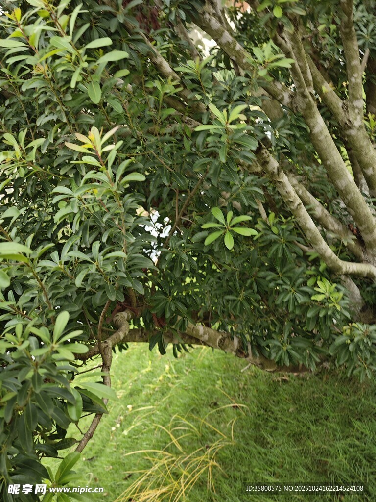 绿荫下的草地景观