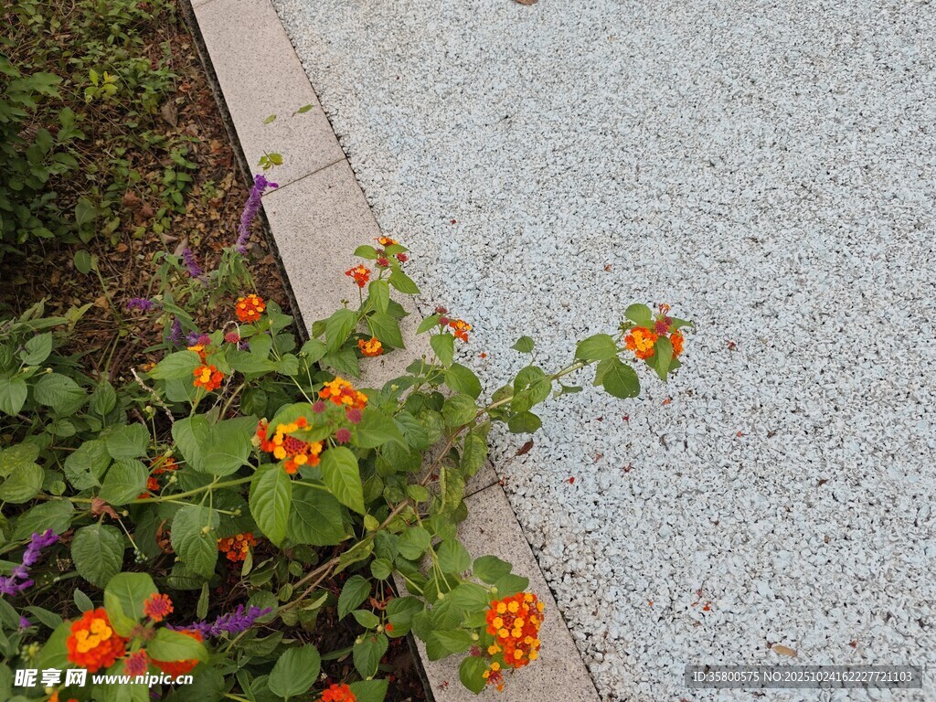 路边绽放的橙色小花