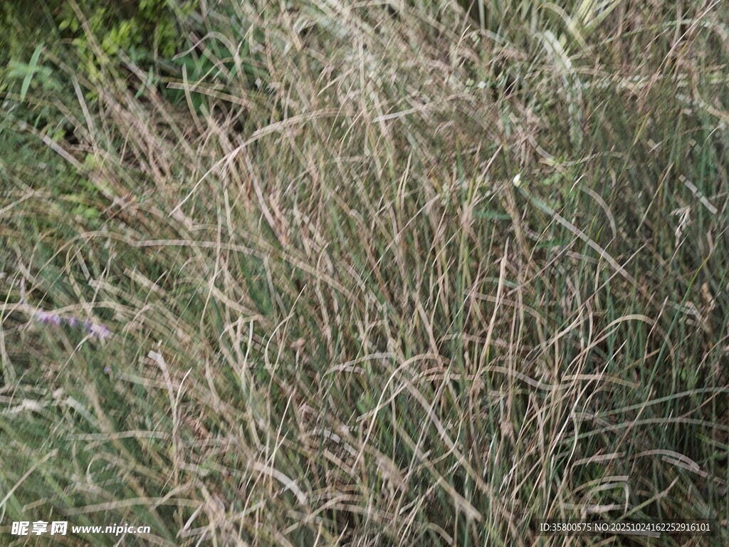 干枯草丛特写