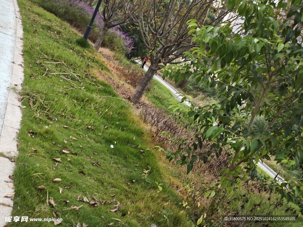 路边绿植景观