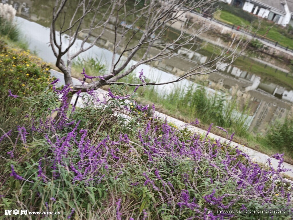 春日溪边绽放的紫色花卉