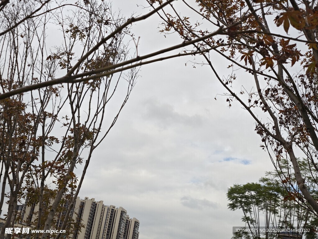 枯枝映衬下的城市天际线
