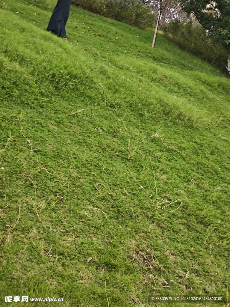 翠绿草地景观