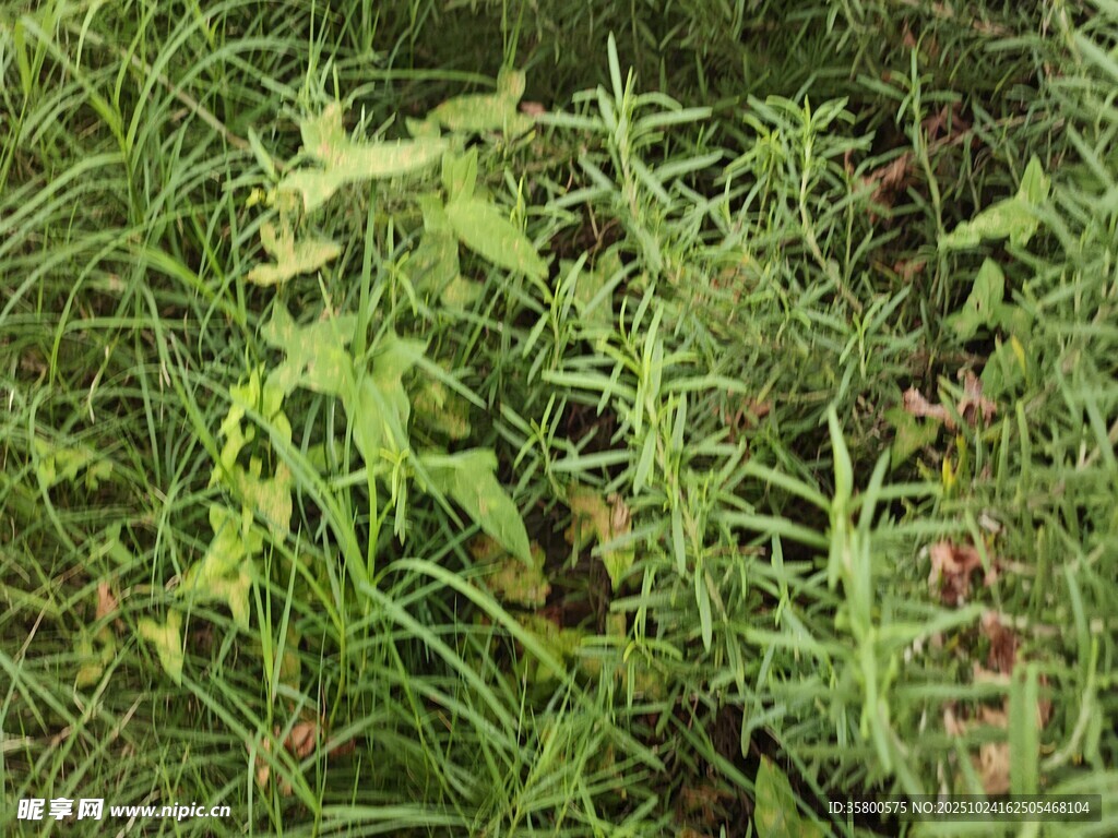 野外繁茂的绿色植物