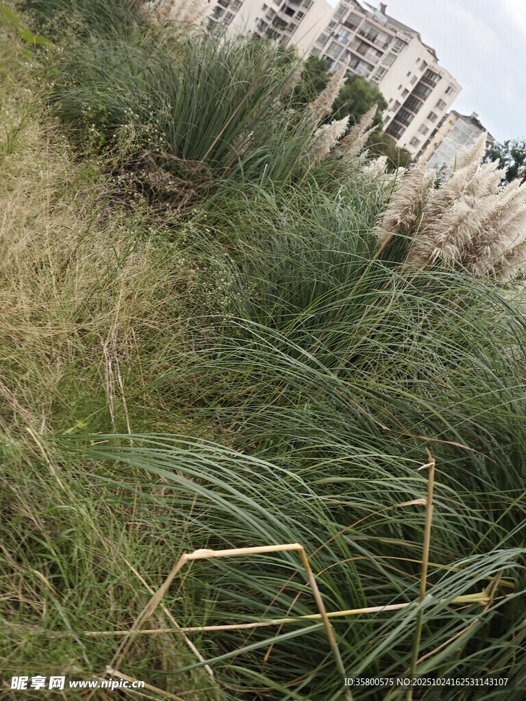 户外草地景观