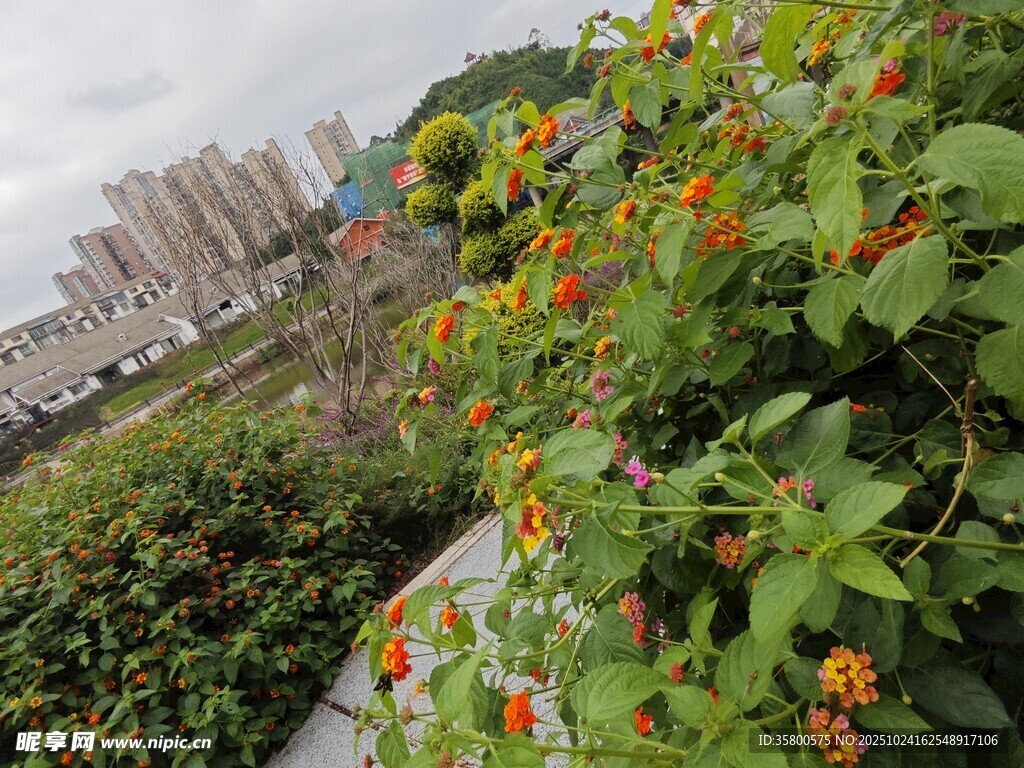 城市中绽放的绚烂花丛