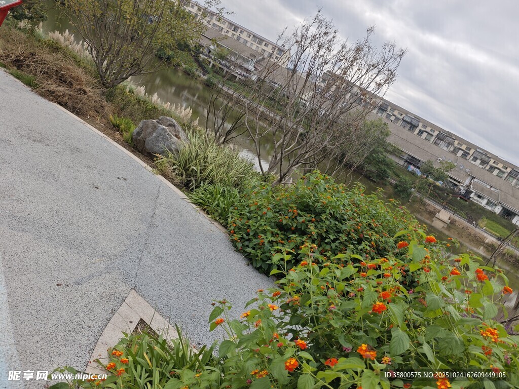 路边多彩花卉景观