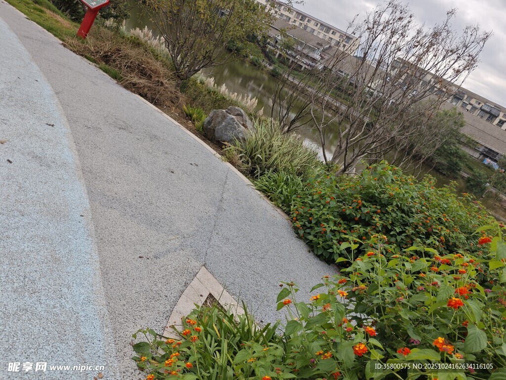 户外小径旁的多彩花卉