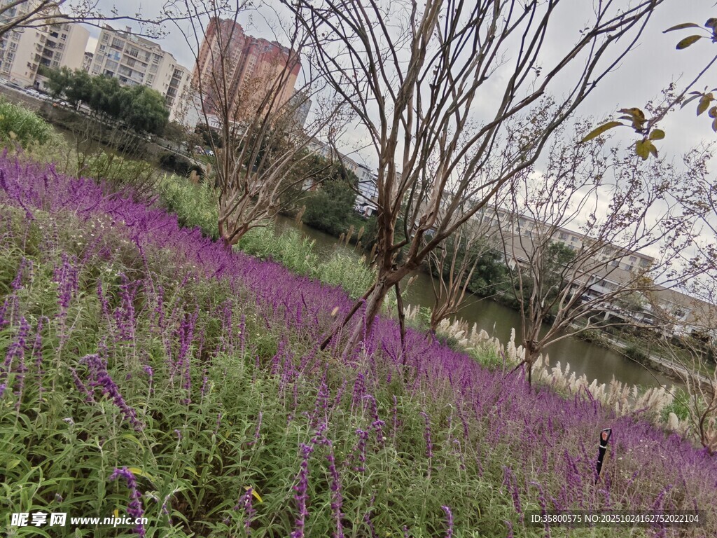 城市边的紫色花田景观