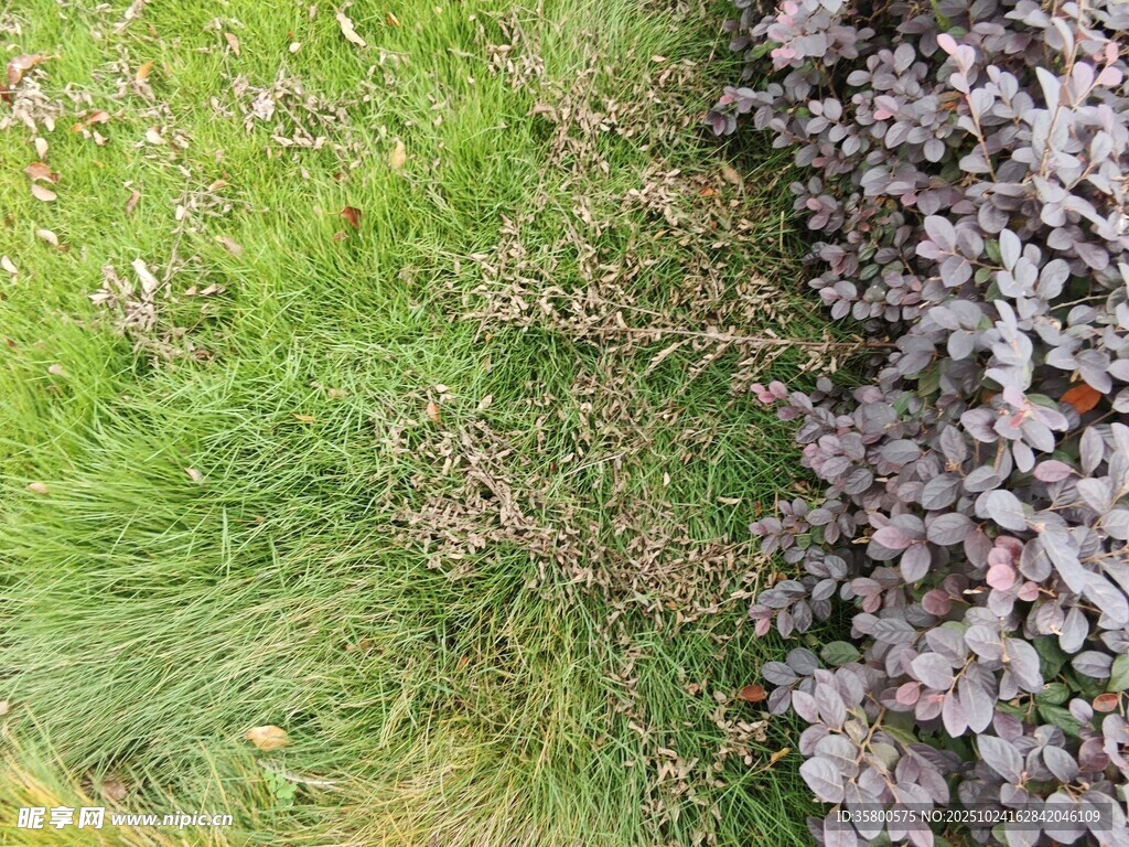 草地与紫色植物的自然景致