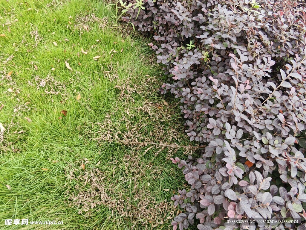 绿草与紫叶植物边界