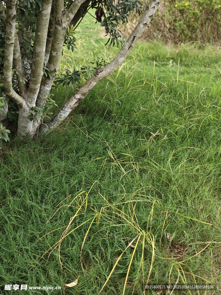 树下嫩绿草地景象