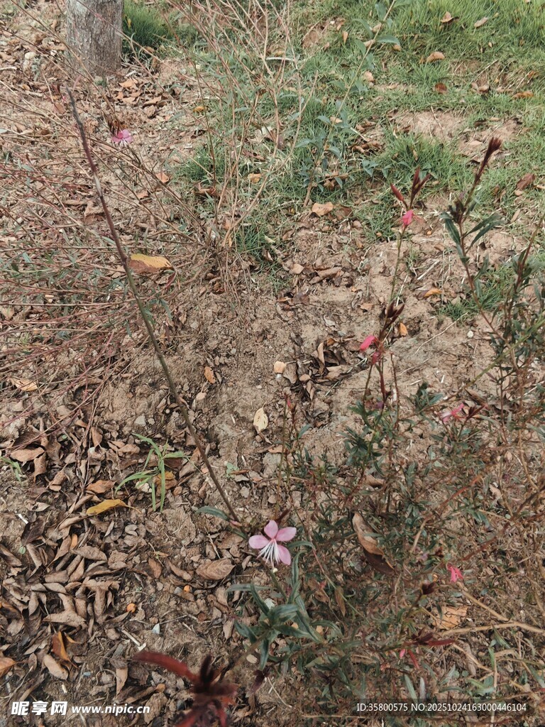 地面上的枯枝与杂草