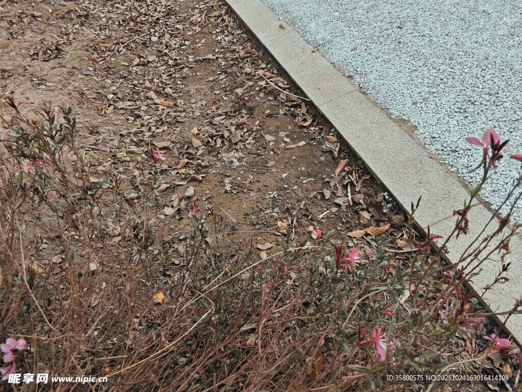 路边泥土与绽放小花