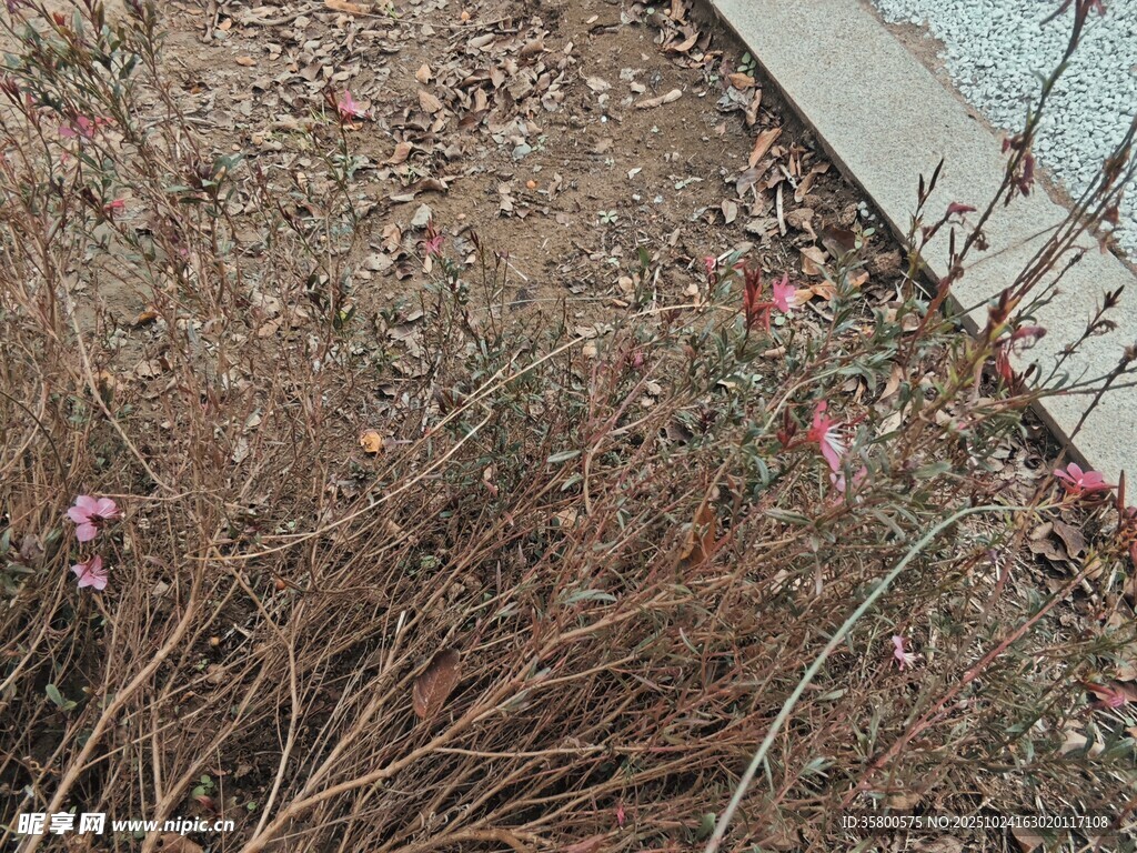 地面枯萎植物与散落花瓣